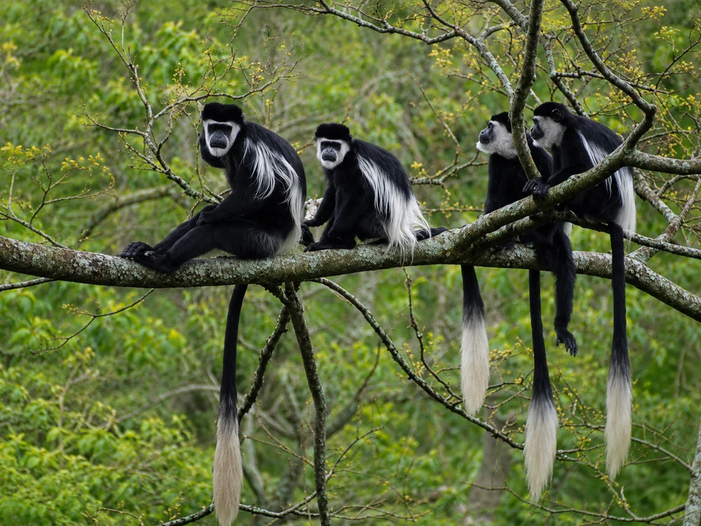 Territorio Primate