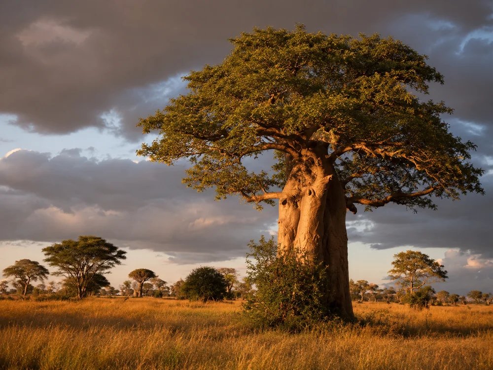 Entre baobabs